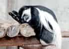 動物図鑑・クロシロコロブスの写真 4